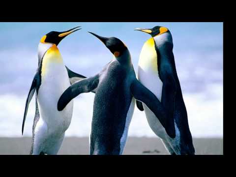 23.09.2014 Maddyson, Cake, Faker. Поле чудес, Сто к одному, Haxball