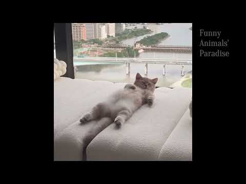 CATS will make you LAUGH YOUR HEAD OFF -15🐈 🐶 #funny  #viral #cat  #shortvideo #cute