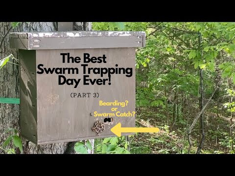 Best Day of Honey Bee Swarm Trapping Ever! (Part 3)