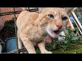 Meet The Loudest Orange Cat Ever OrangeCat Cute Meow Miraclecares