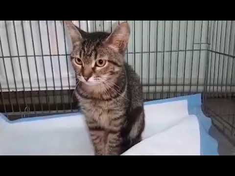 помощь животным инвалидам ПРИЮТ ДАЙ ЛАПУ ДРУГ.ЗА