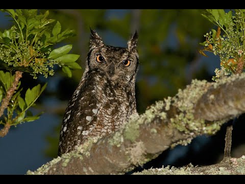 Good birding on the Garden Route