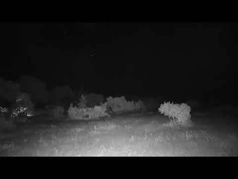 Djuma: Leopard-on road-hard to see in tall grass - 02:24 - 01/19/21
