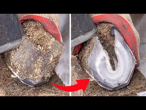 The master repaired donkey hoof, the sound is so healing! 【Black Donkey Prince & ASMR hoof】