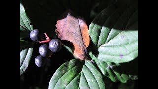 Lappet Moth from Caterpillar to Moth