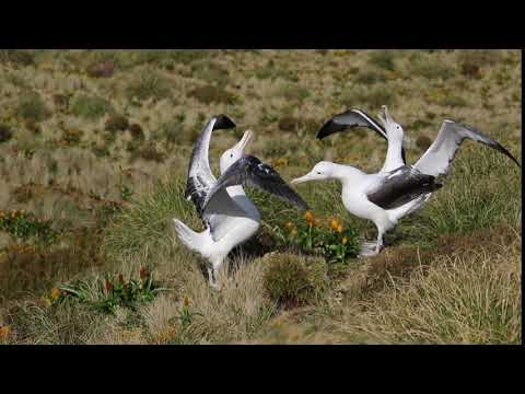 Albatros kráľovský južný (Diomedea epomophora) — tok na Campbell Island