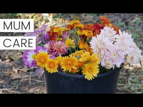 , title : 'Chrysanthemum Plant Care After Flowering in Fall - Growing Potted Chrysanthemums as Perennials'
