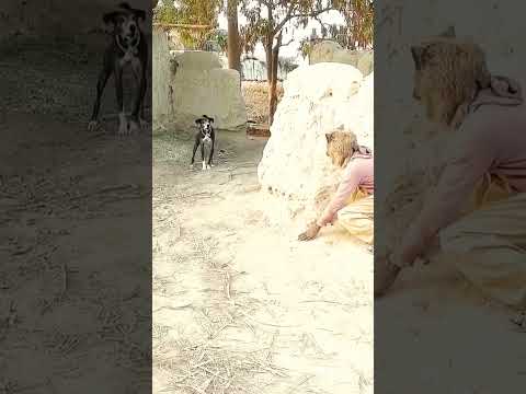 Prank with dog #shortsvideo #funny # dog