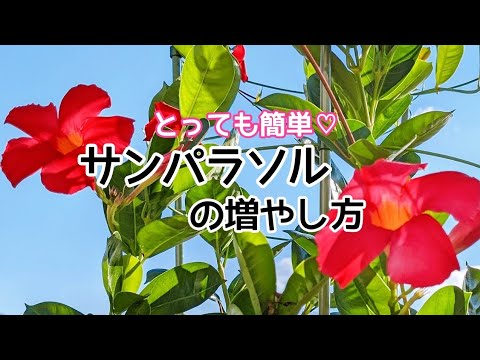 ディプラデニア 植物