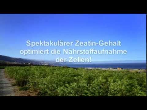 Moringa oleifera aus dem MoringaGarden Teneriffa. Infofilm
