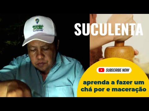 Benefícios do boldo para a saúde