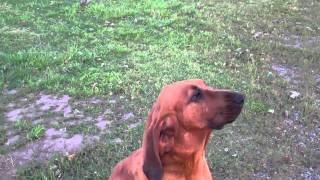 Chippy and BlueDog, the singing blood hound