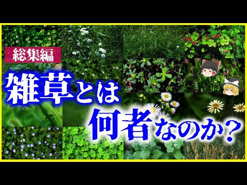 主な雑草のリスト - 定義