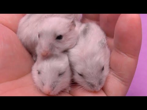 Filhotes de Hamster Anão Russo 18º dia