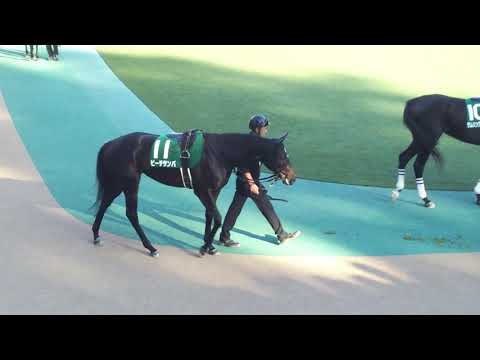 The 15 contenders for the GIII 2018 Artemis Stakes in the parade ring