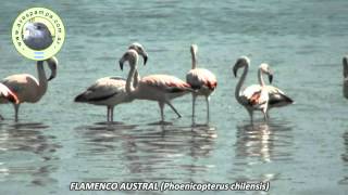 preview picture of video 'FLAMENCO AUSTRAL Phoenicopterus chilensis1'