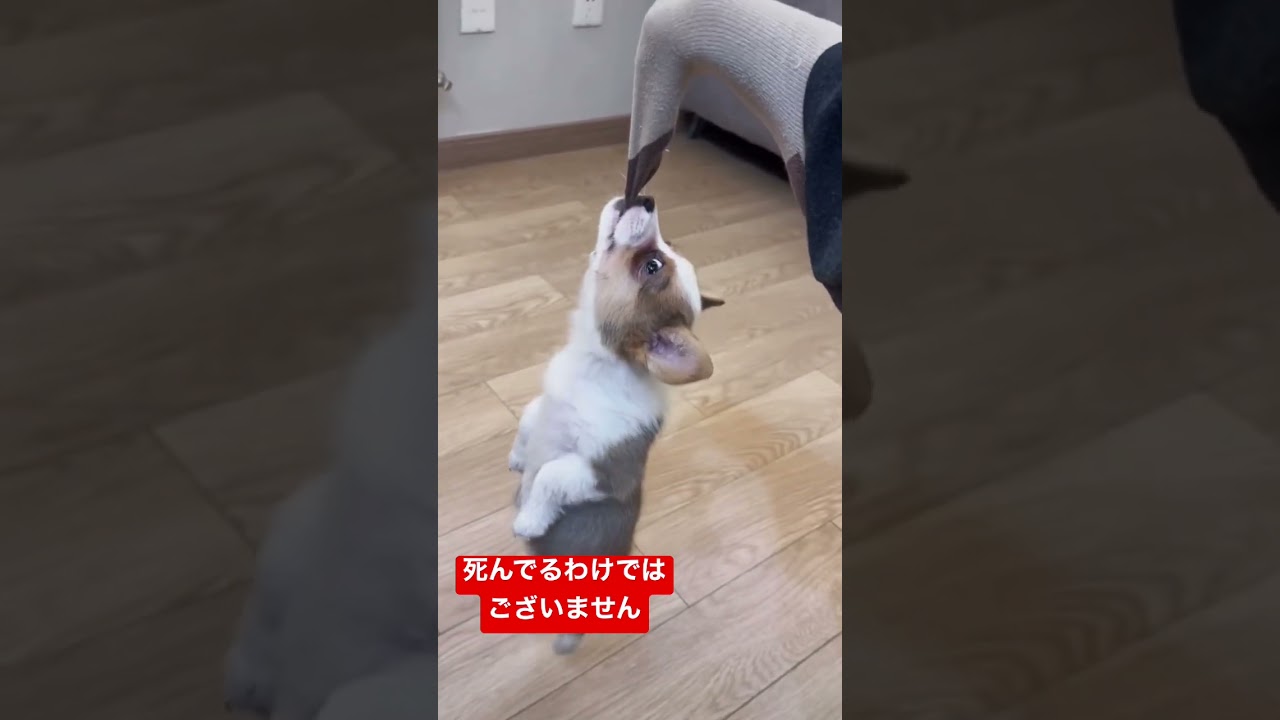 実家のワンちゃんの変な癖                     決して死んでる訳ではございません。