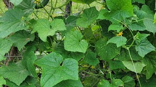 How to #update our #cucumber plants #vegetables #gardening @Wide Open Transit Farm