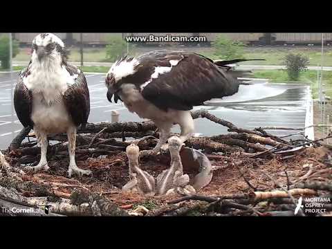 Louis To The Rescue!  Osprey nest - Hellgate, Missoula, MT - June 14, 2017