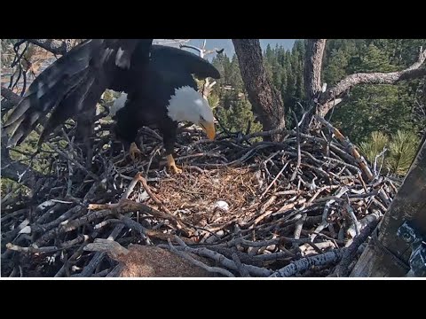JACKIE PROTECTS EGG FROM RAVENS THAT ARE A LITTLE TOO CLOSE!  😲 Big Bear Eagles FOBBVCAM 1.25.26