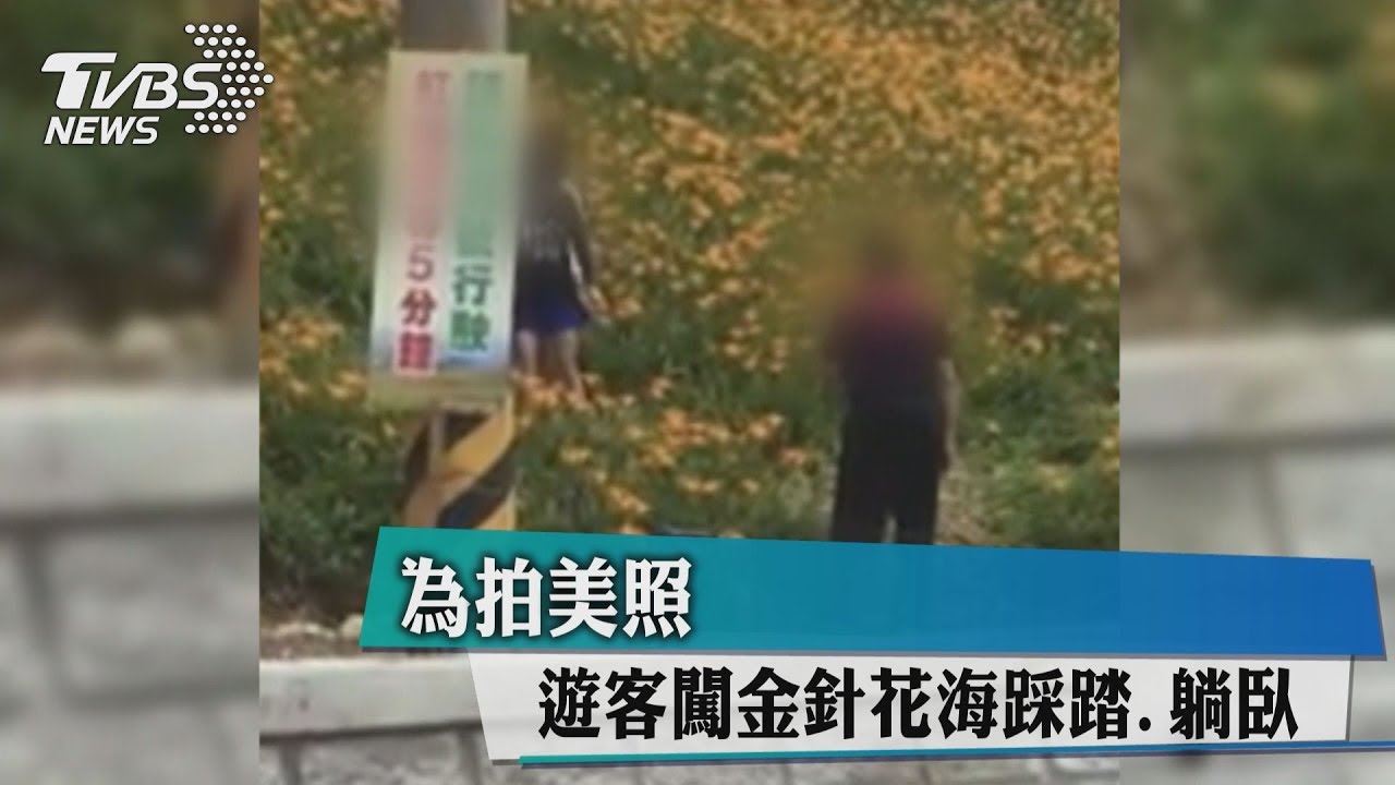 被壓爛了!搶拍金針花海 遊客無視勸告直接躺平