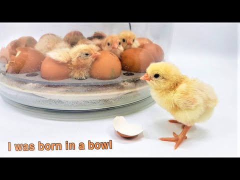 , title : 'How to get a chick out of the incubator? How to use chicken incubator ? Avustralya vlog kuluçka'