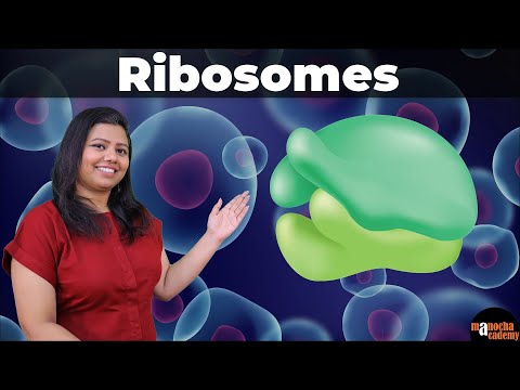 Ribosome Function and Structure