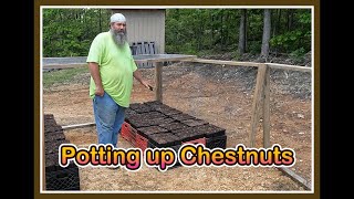 Getting a late start as the Chestnut seed planting of 2025 begins