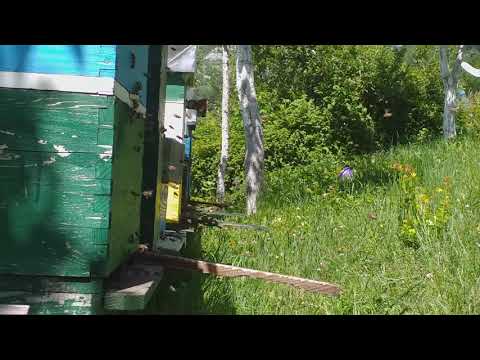 Pčele na 1000mnv rad na livadi i šumi 30.06.2019