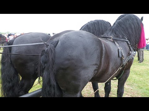 Armăsarii lui Ilie Chirilă de la Gura Putnei - Bucovina