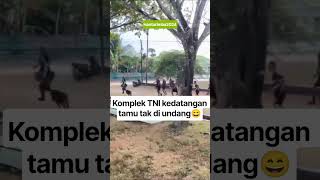 Download lagu Kedatangan tamu tak diundang😄 #tni #shorts #youtube #lucu #trending mp3