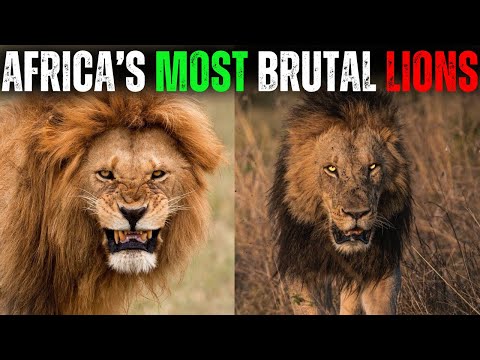 The Most Brutal Lion Coalition in Africa – The Mapogo Story