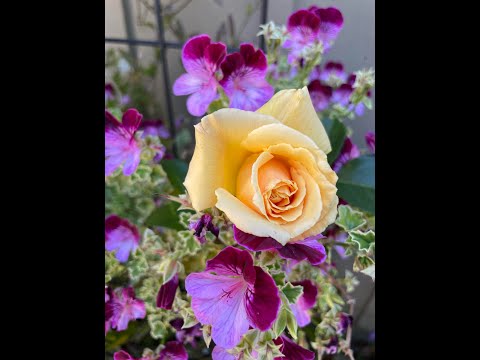 2021 0509 6th Easter Mothers Day