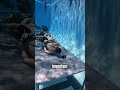 Underwater Training is Intense