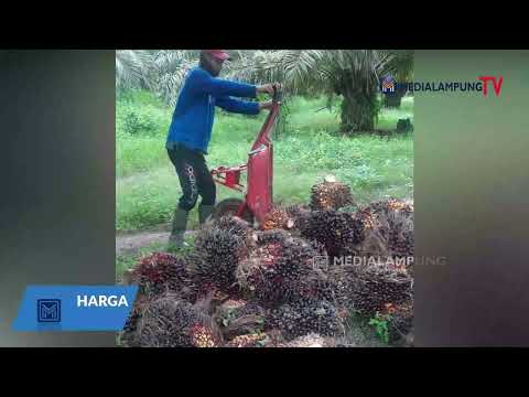 Harga Sawit Kembali Terjun Bebas
