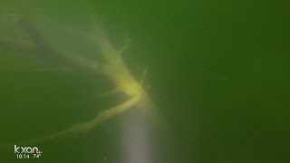 Nine people have gone into Lake Travis never to be found