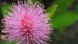Morning Has Broken - Cat Stevens