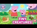 Peppa Pig Tiny Creatures Animated Read Aloud Storybook For Kids