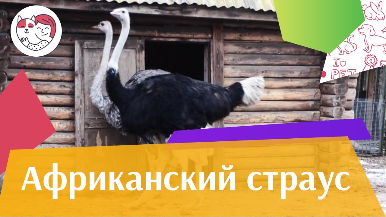 Африканский страус Семейные отношения на ilikepet
