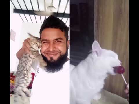 cat pets is best friends (rafaquat5 ) hussain ticktoker