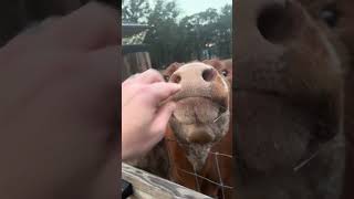 Scarlett is just a big bully #cow #farming #farmlife #shorts