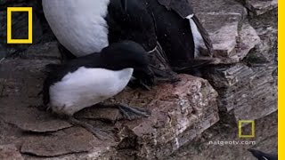 Cliff Jumping | National Geographic