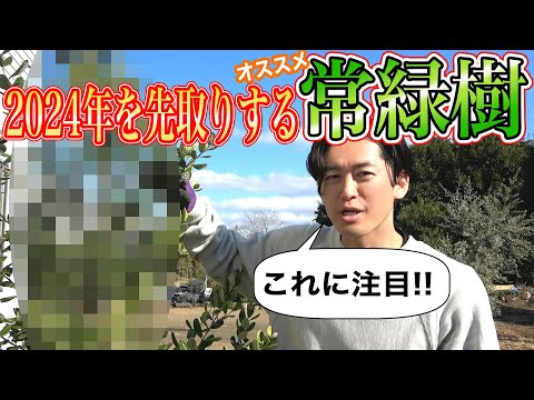 コンテナ植物としての常緑矮性高木 トピックス