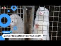 Alle nertsenfokkerijen moeten sluiten