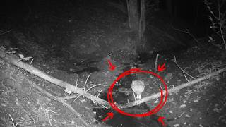 I Hid a Camera by a Tiny Creek in The Woods... Here's What Happened!