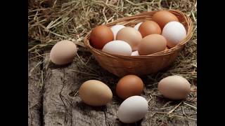 Galinhas com asas cortadas.