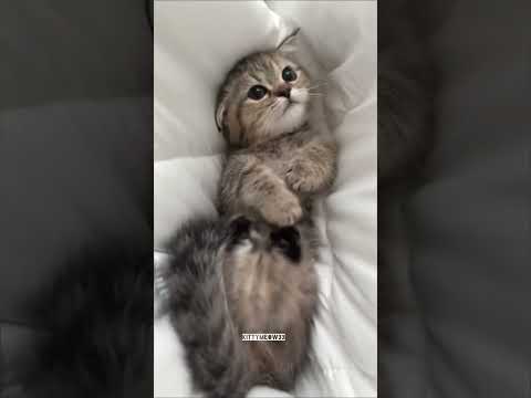 Mio Mao la la la la 💕😹 #cat #kitten #shorts #funny #cute