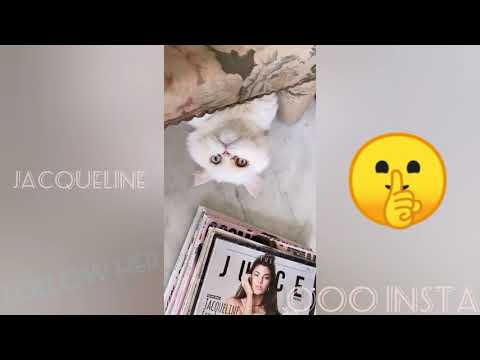 Jacqueline Fernandez | Cute Cat October 2020