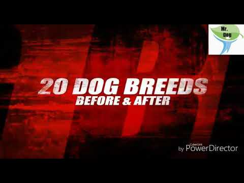 TOP 20 DOGS BEFOR AND GROWING UP TO AGE
