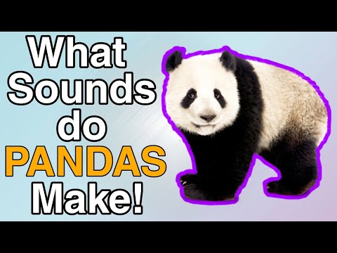 What Sounds Do Pandas Make?
